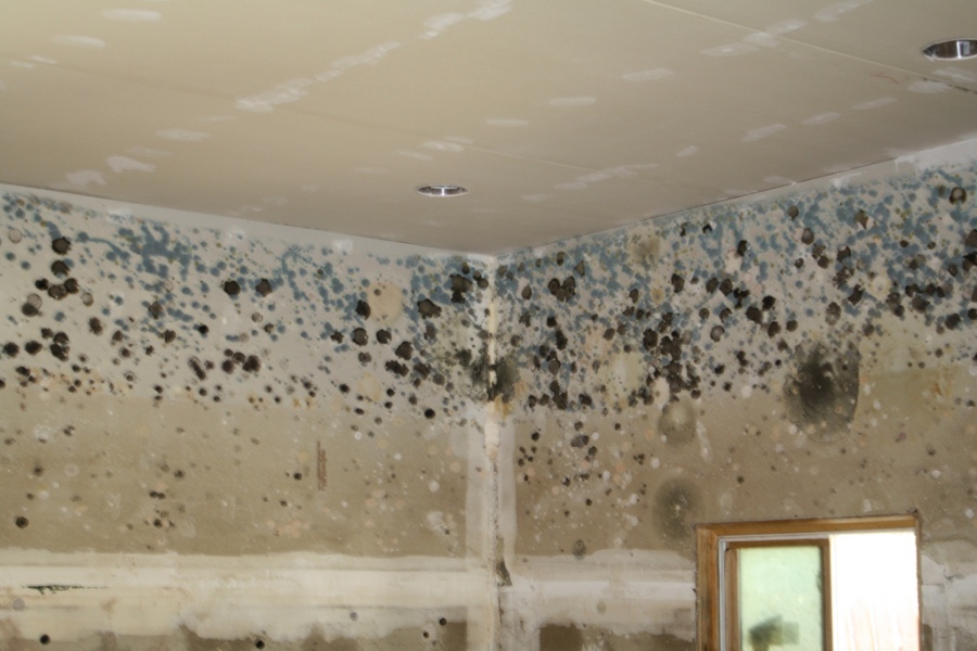 Winter Mold Issues